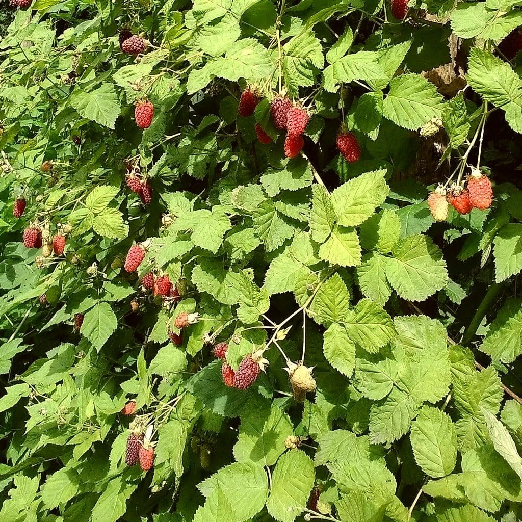 Image of Salvia loganberry companion plant