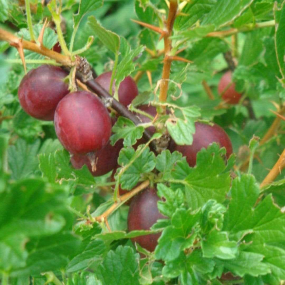 Hinnonmaki Red Gooseberry Bush - Roots Plants