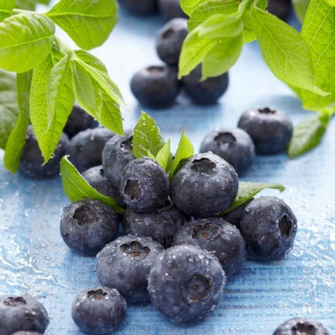 Blueberry Plants – Roots Plants