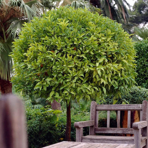 Seville Orange Tree 'Bigaradier' | Grafted Mini-Stem - Roots Plants