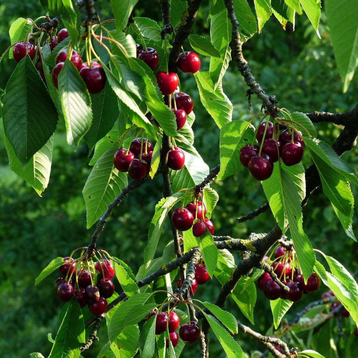 Stella Cherry Tree Roots Plants 