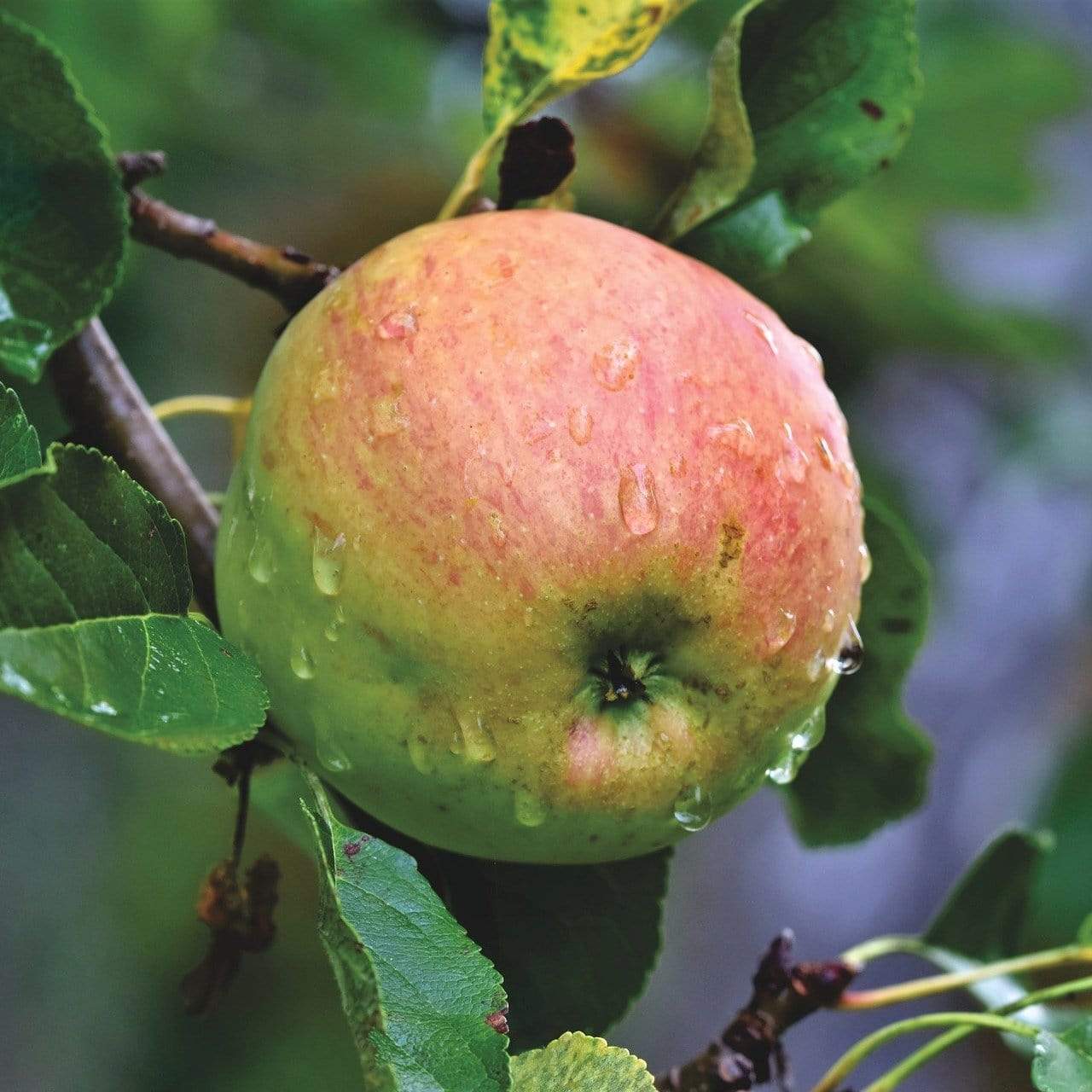 Blenheim Orange Apple Tree - Roots Plants