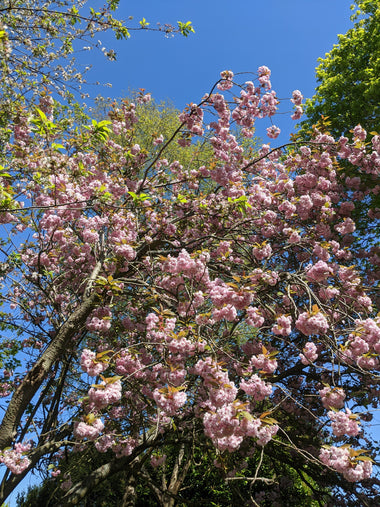 Prunus 'Pink Perfection' (Japanese Flowering Cherry)