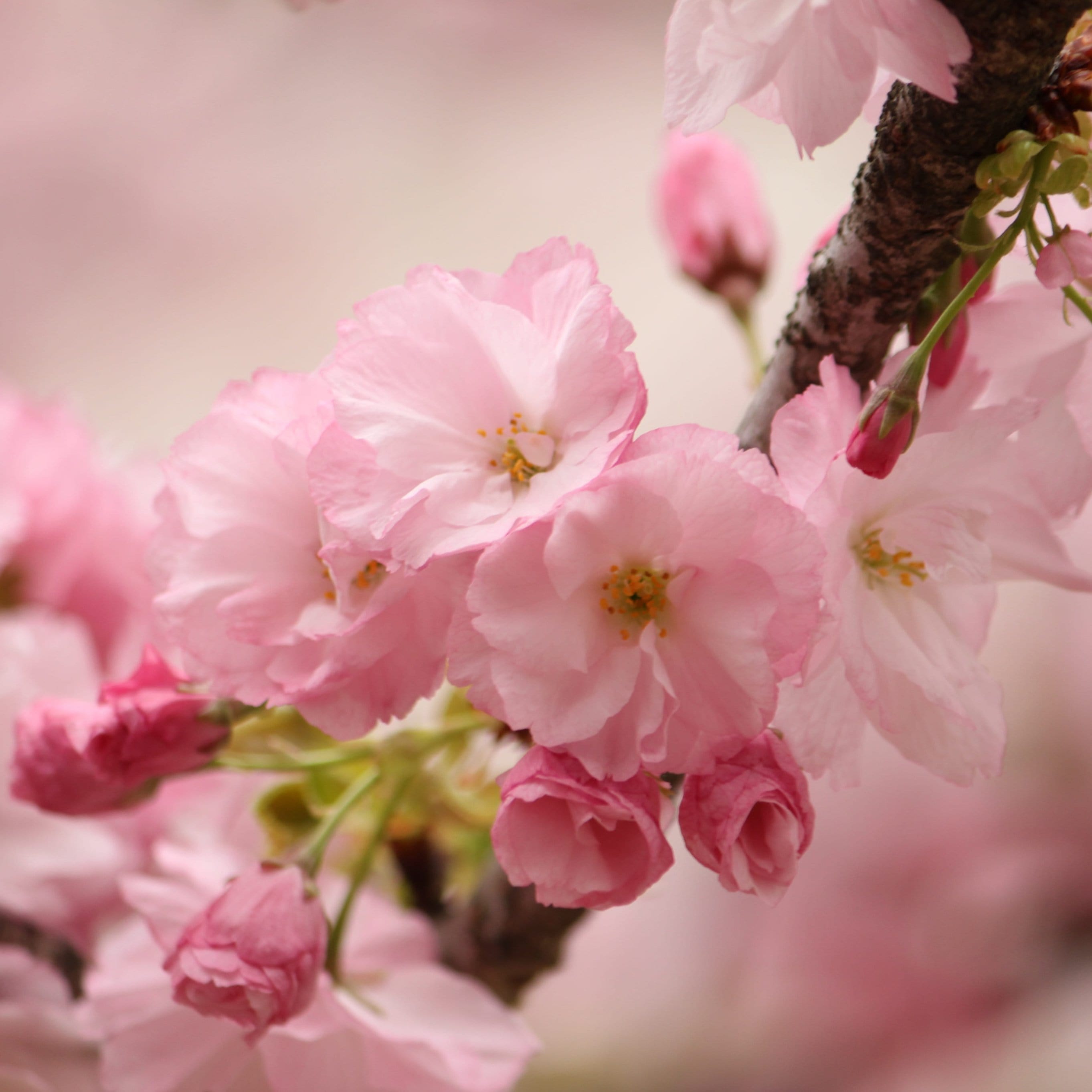 Kurilensis Ruby' Cherry Blossom Tree | Prunus nipponica - Roots Plants