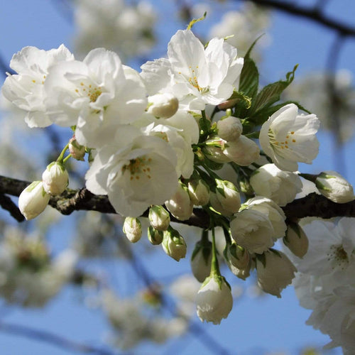Weeping Yoshino Cherry Blossom Tree | Prunus Yedoensis - Roots Plants