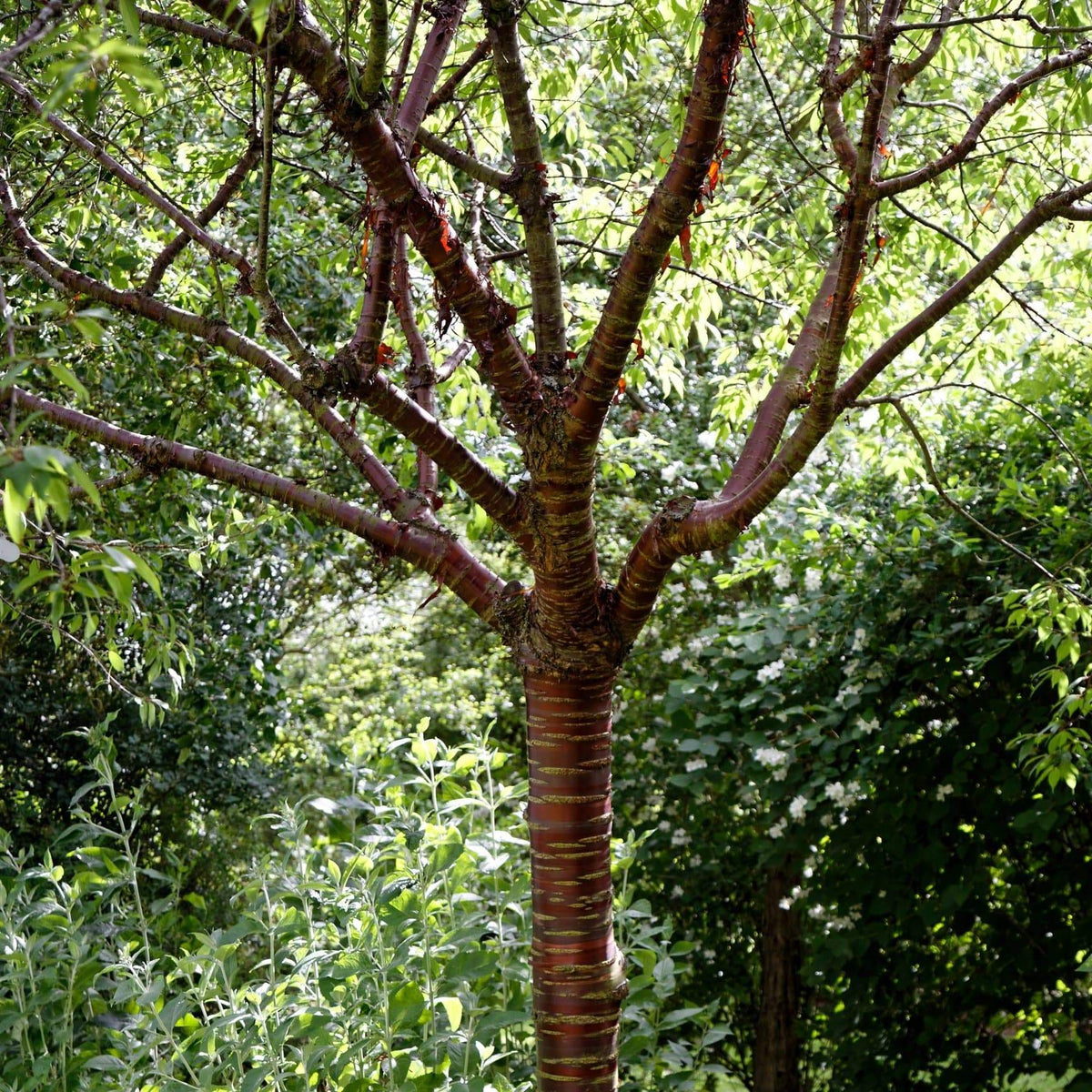 Single Stem Tibetan Cherry Tree | Prunus Serrula - Roots Plants