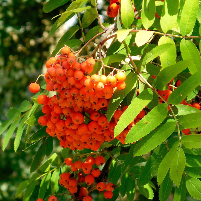 Scarlet Japanese Rowan Tree | Sorbus commixta 'Embley' - Roots Plants