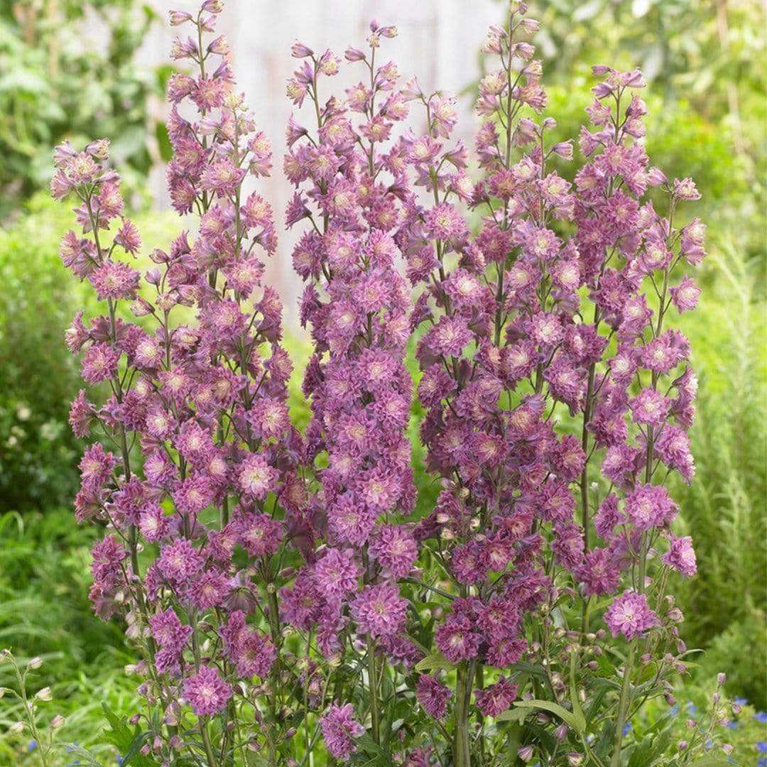 Дельфиниум Delphinium Highlander Flamenco