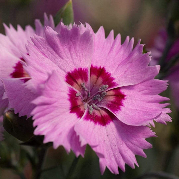 Dianthus 'Cocktail Shirley Temple' - Roots Plants