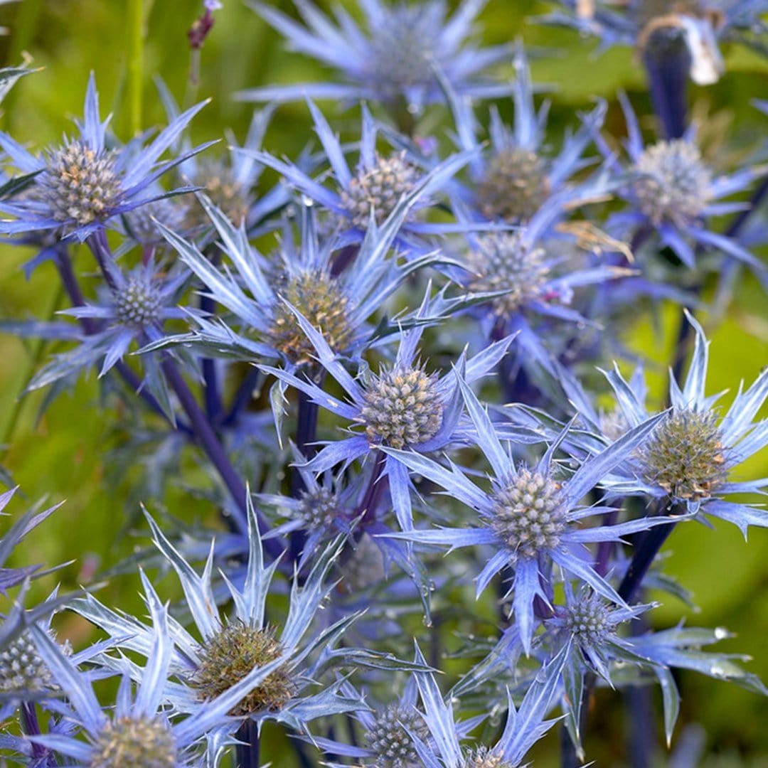 Eryngium 'Blue Hobbit' | 10.5cm Pot – Roots Plants