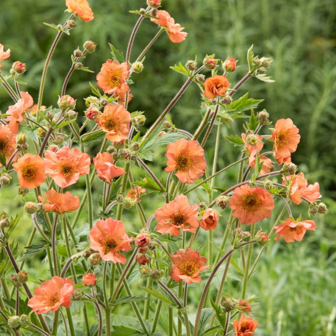 geum totally tangerine plant