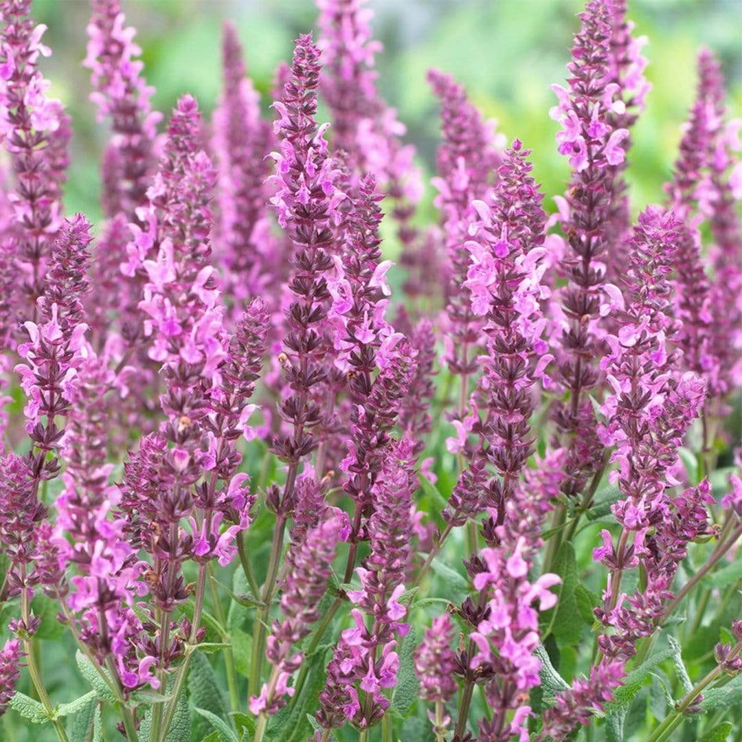 Salvia 'Fashionista Pretty in Pink' | 10.5cm Pot – Roots Plants