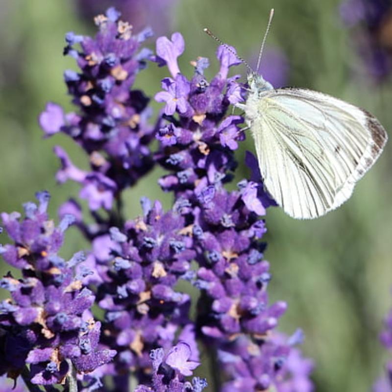 15 Lavender 'Grosso' | Plug Plants – Roots Plants