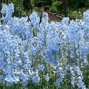 light blue delphinium