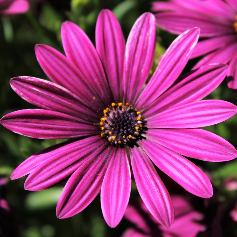 Osteospermum 'Tresco Purple' - Roots Plants