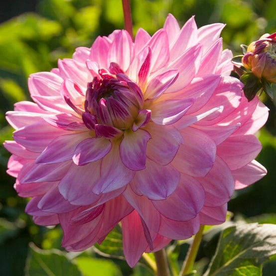 Dahlia 'Sincerity Rose Bicolour' - Roots Plants