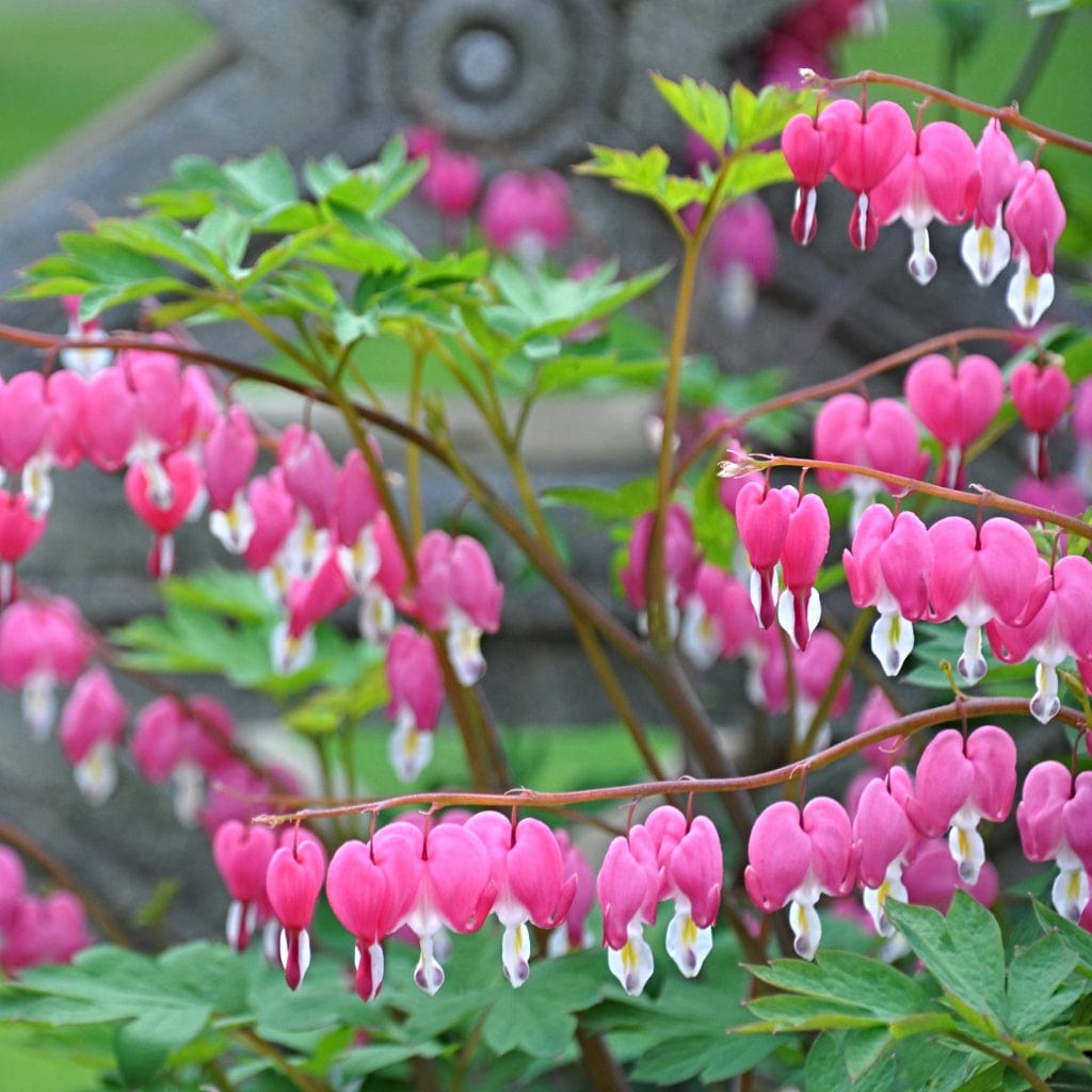 Image of Dicentra companion plant for wisteria