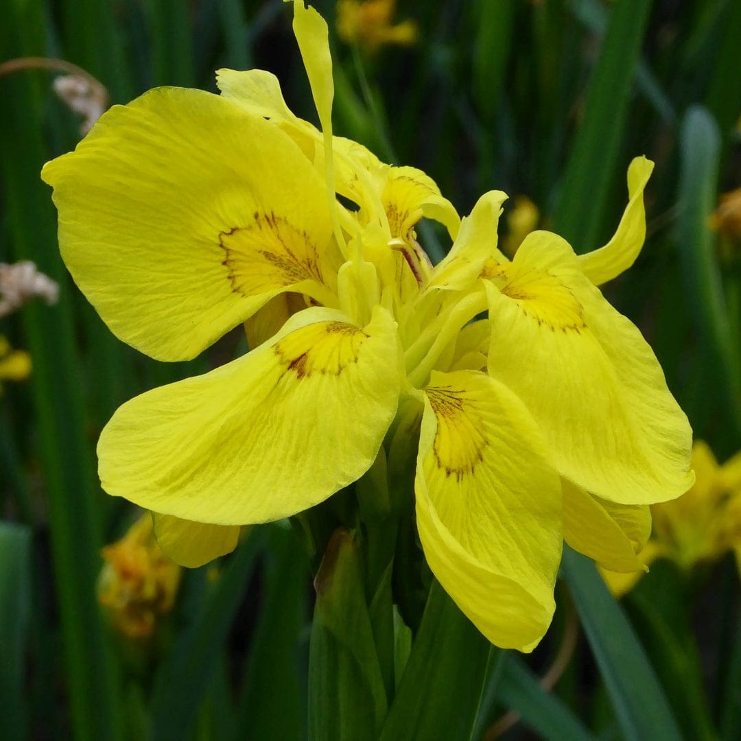 Iris pseudacorus 'Flore Pleno' - Roots Plants