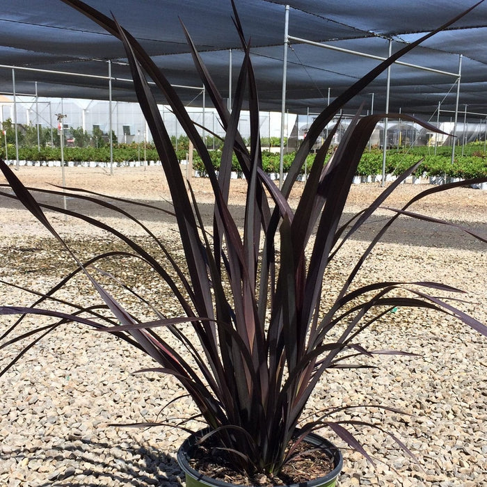 Phormium 'Platts Black' - Roots Plants