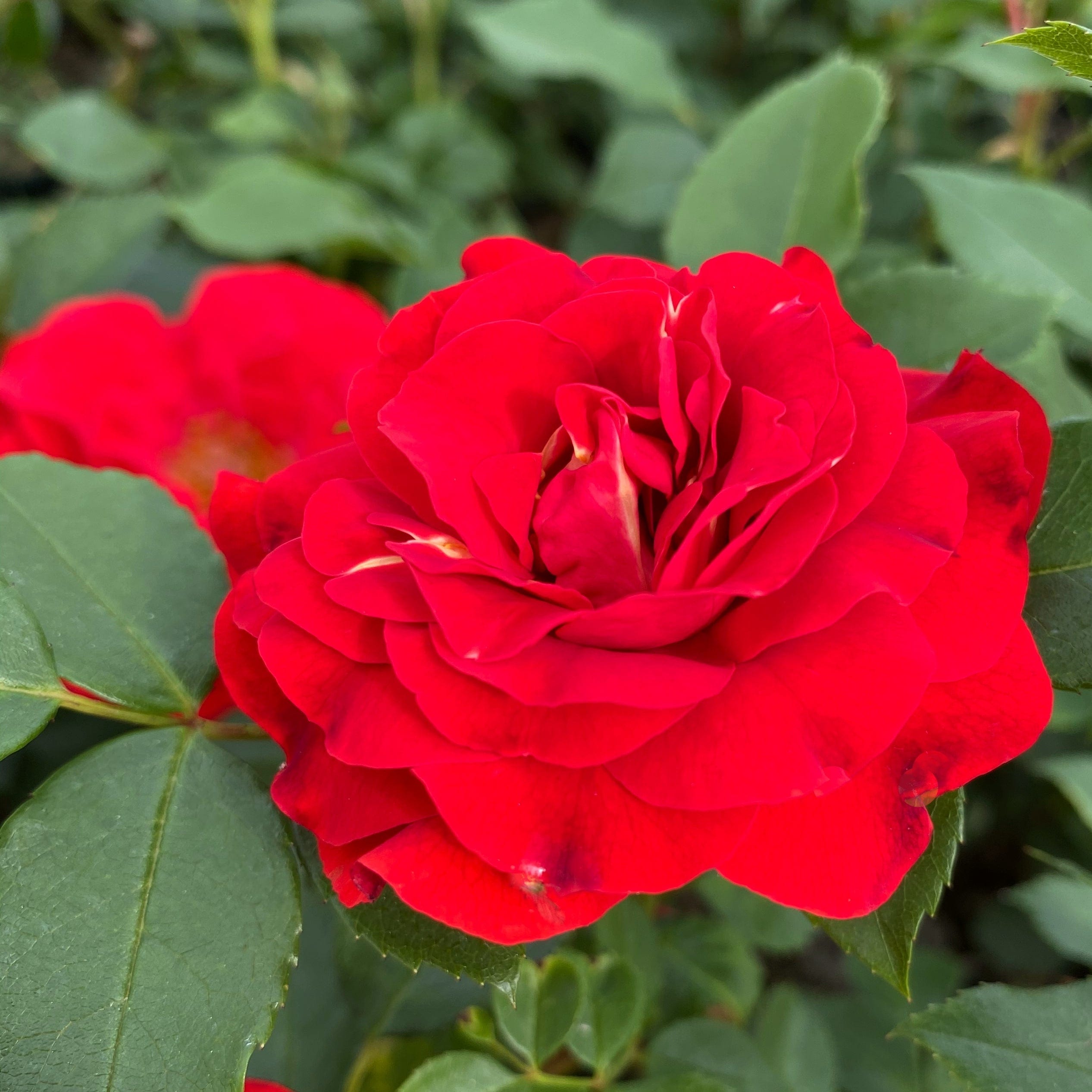 Clair Renaissance®' Shrub Rose - Roots Plants