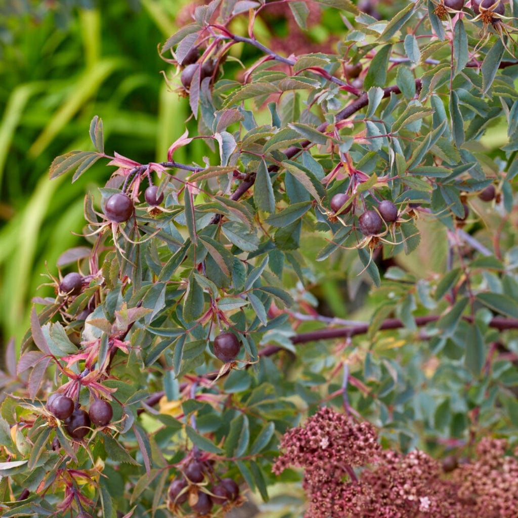 Scotch Rose Hedging  Rosa pimpinellifolia - Roots Plants