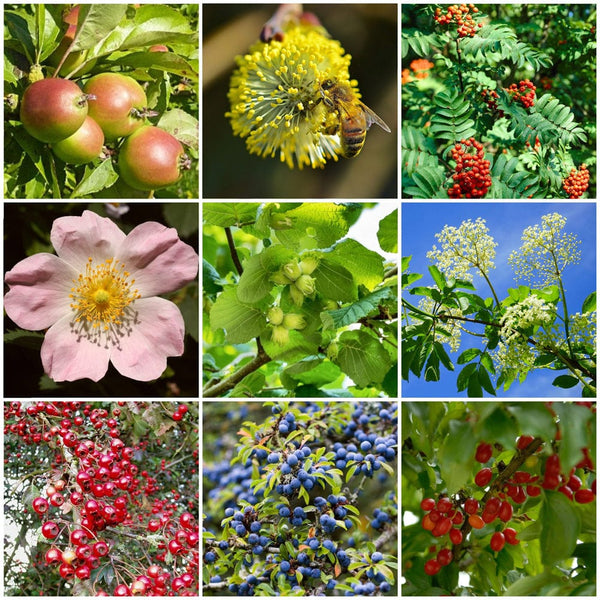Best Mixed Native Wildlife Hedging | Growers' Choice - Roots Plants