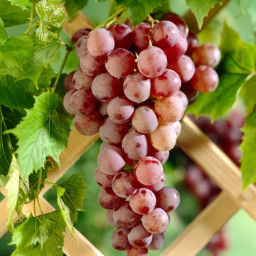 Crimson Seedless Grape Vine