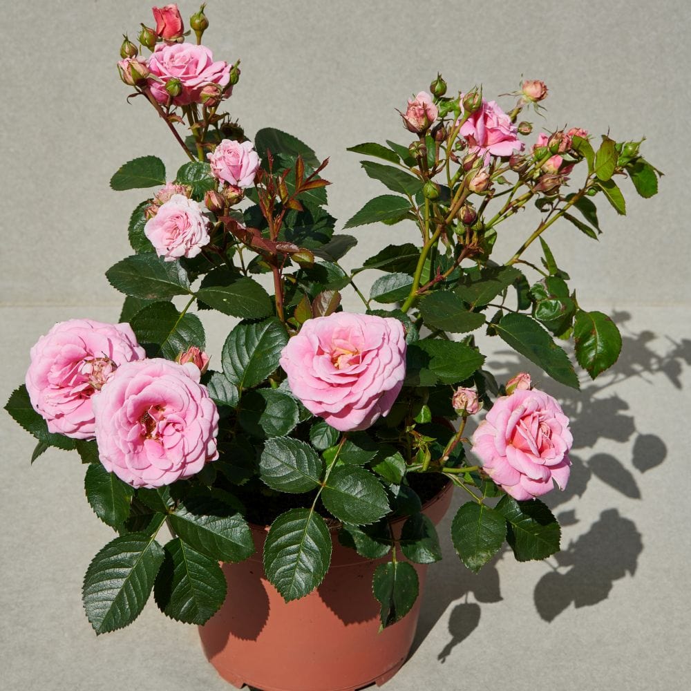 'Palace Tabor' Patio Shrub Rose - Roots Plants