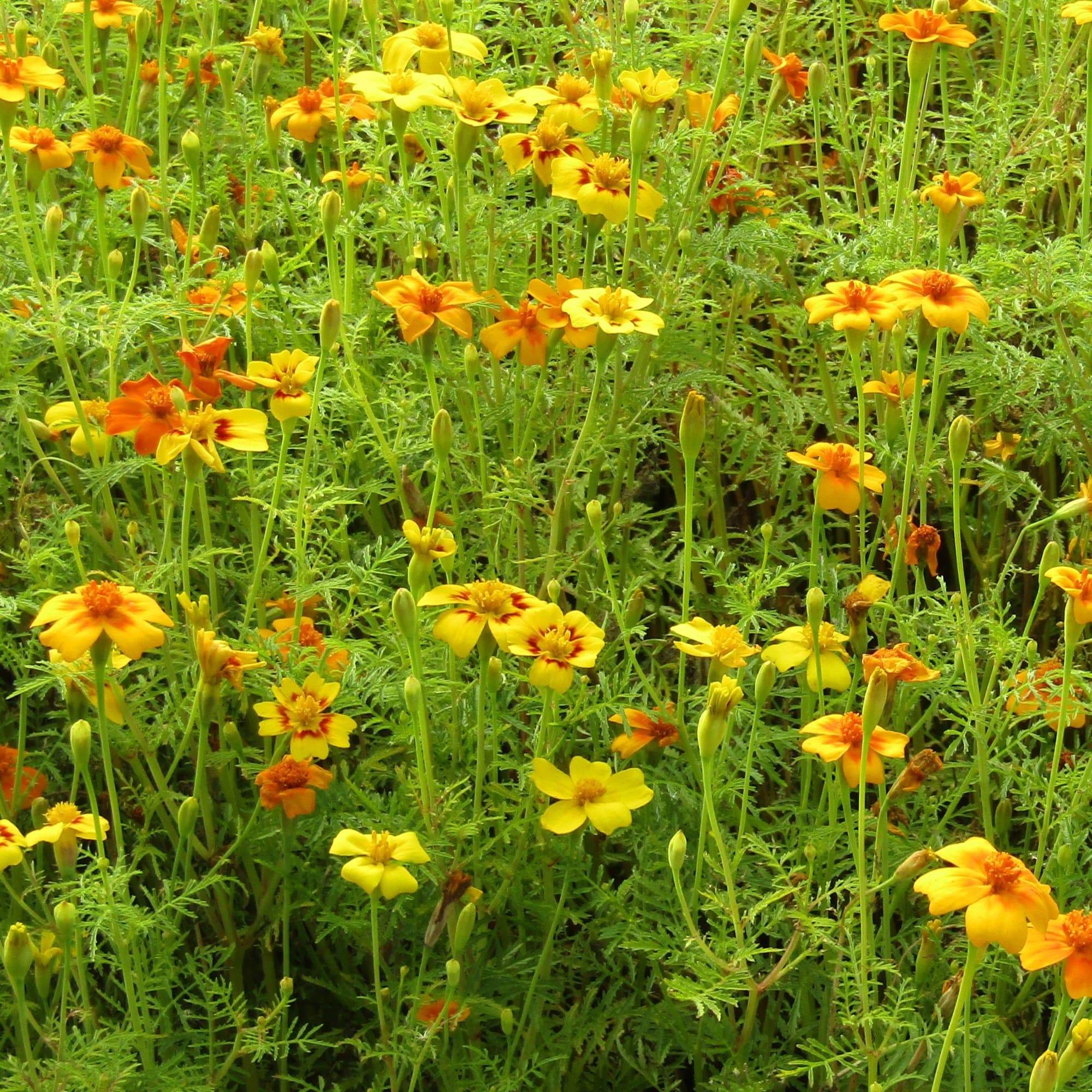 Image of marigolds blackberry companion plant