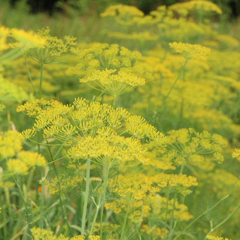 3 Organic Fernleaf Dill Plants - Roots Plants