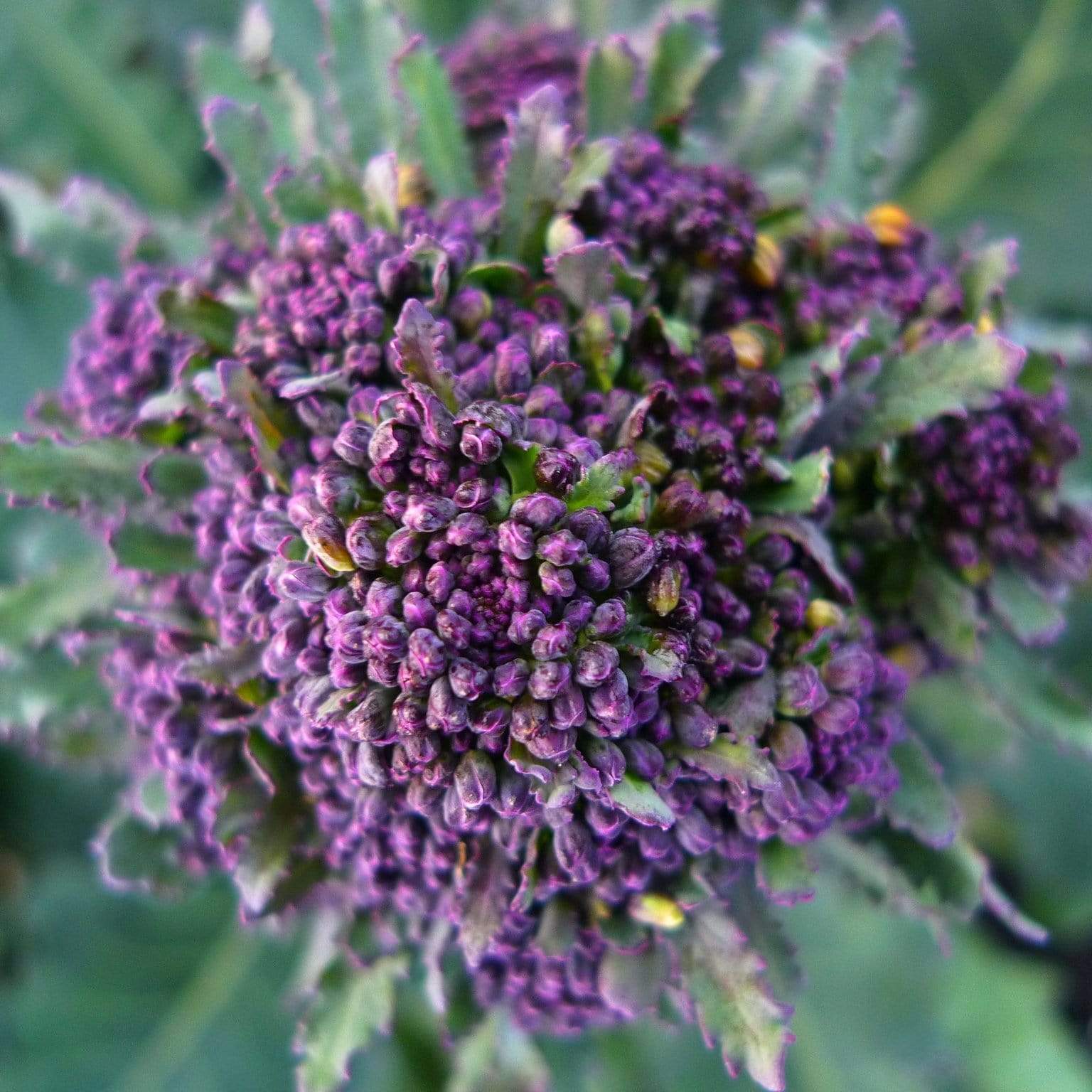 broccoli flower bloom