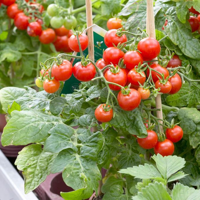 tiny tim tomato plant