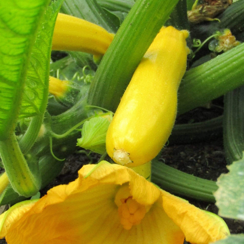 3 Organic 'Atena Polka' Yellow Courgette Plants - Roots Plants