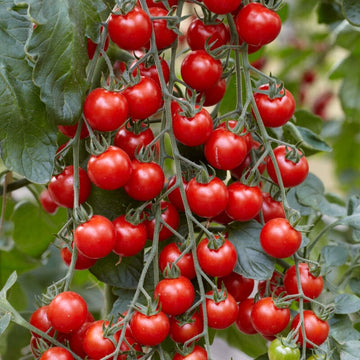 Tomato Plants for Sale: The Finest Tomatoes to Grow at Home