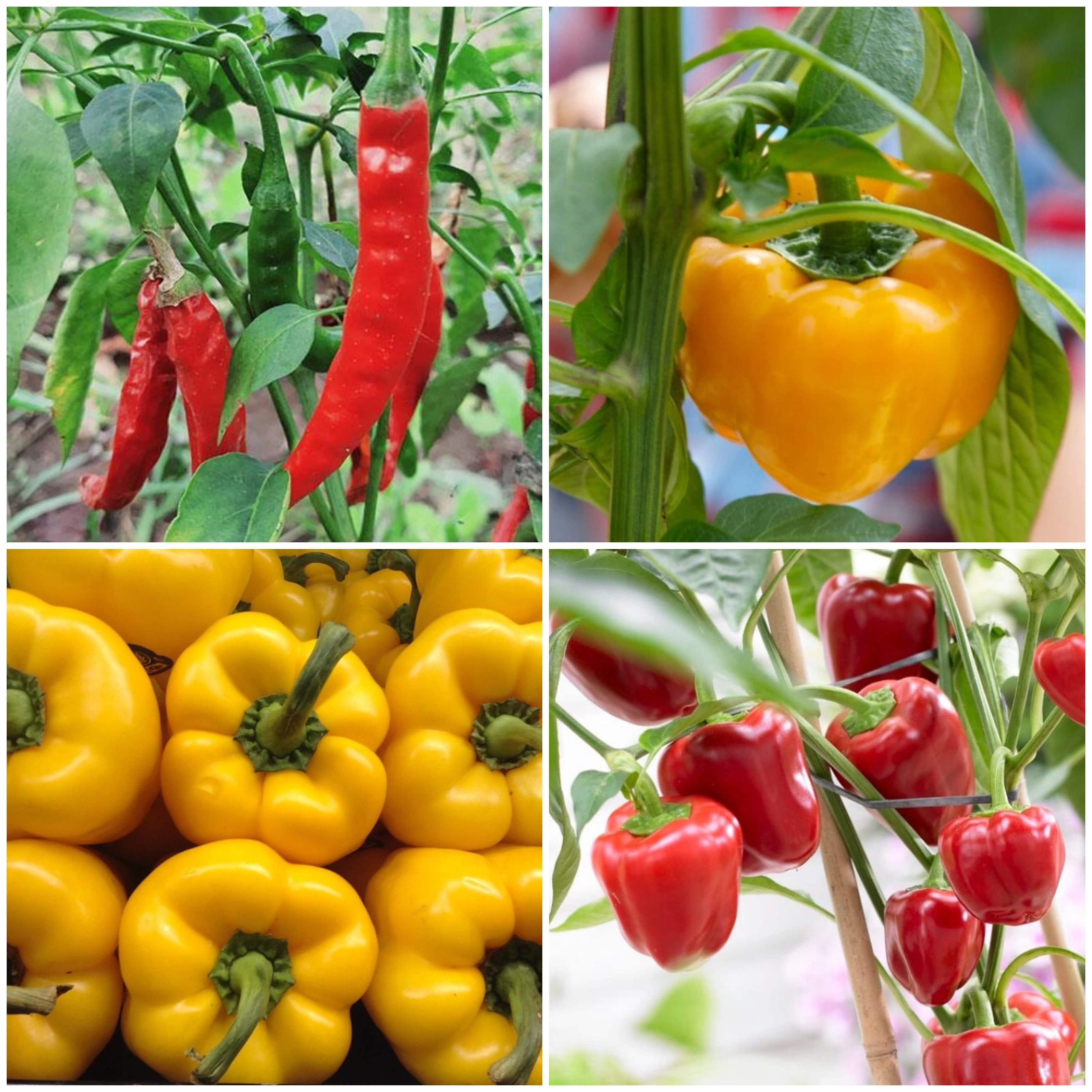 14+ Yellow Bell Pepper Plant