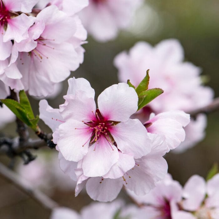 Princess' Almond Tree | Prunus dulcis - Roots Plants