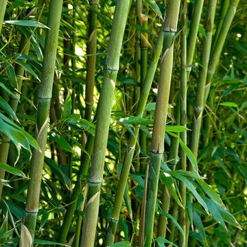 Green Bamboo – Bamboo Plants Online