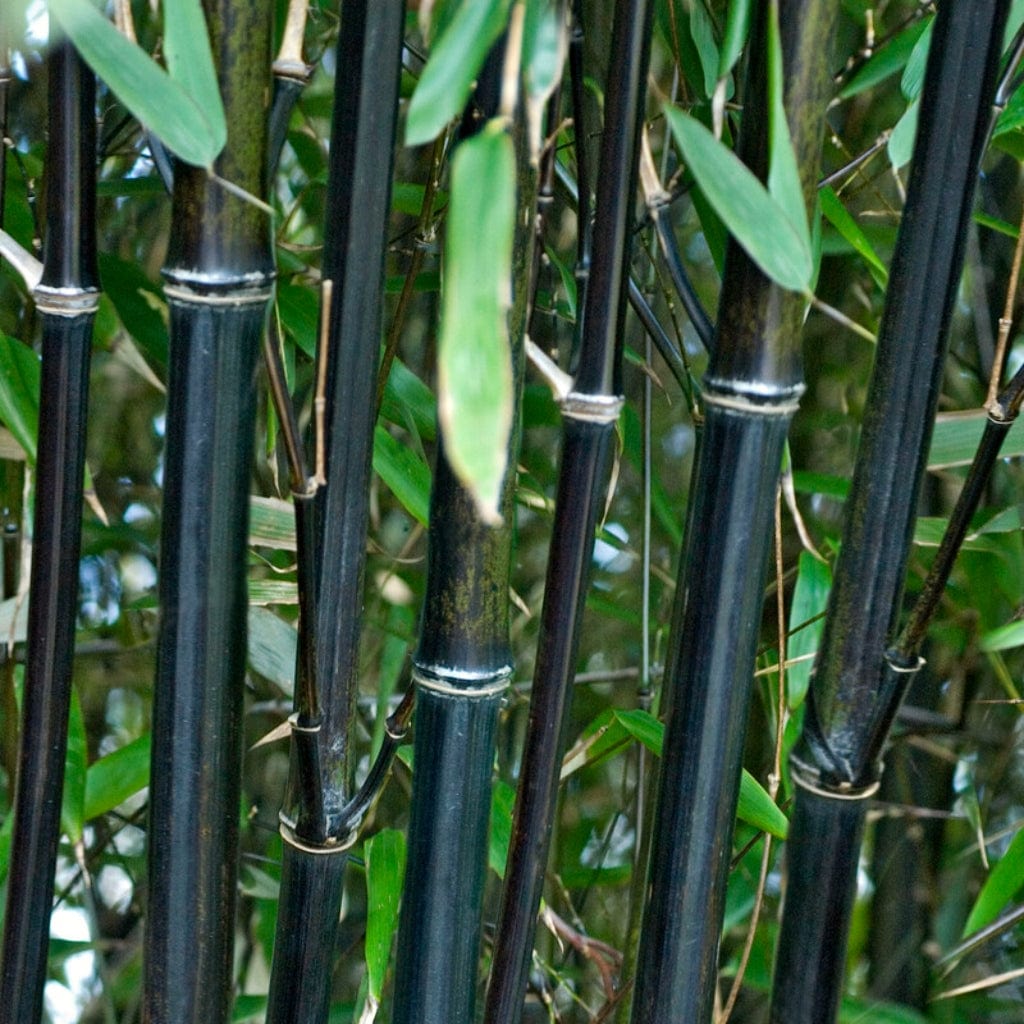 Green Bamboo – Bamboo Plants Online