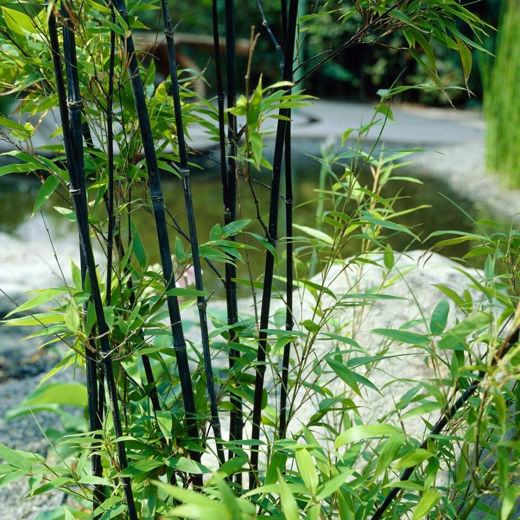 Green Bamboo – Bamboo Plants Online