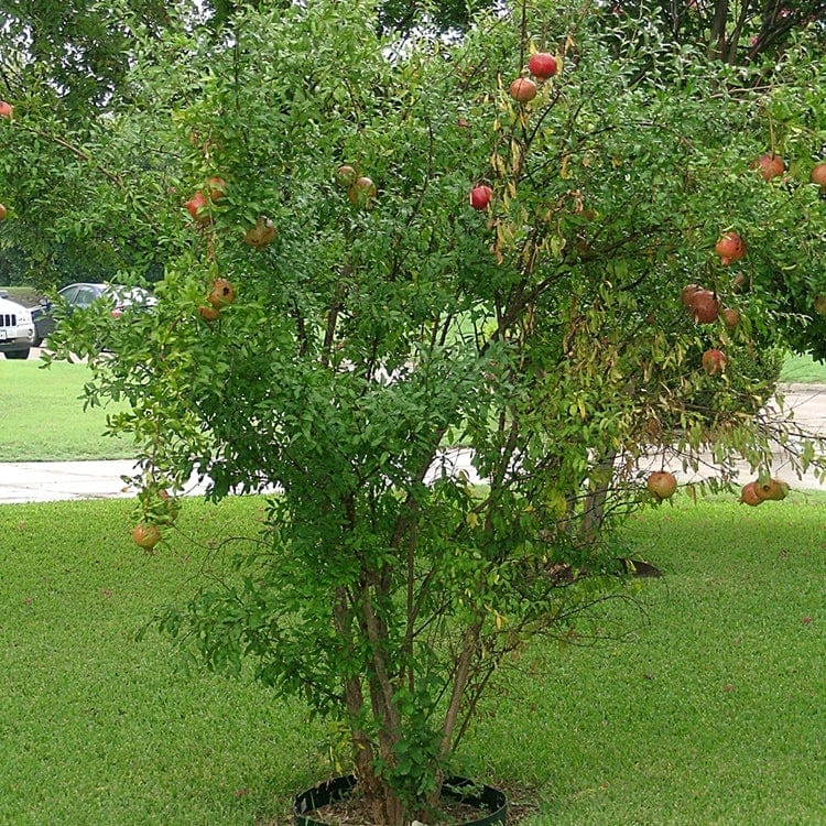 how to grow a pomegranate tree uk