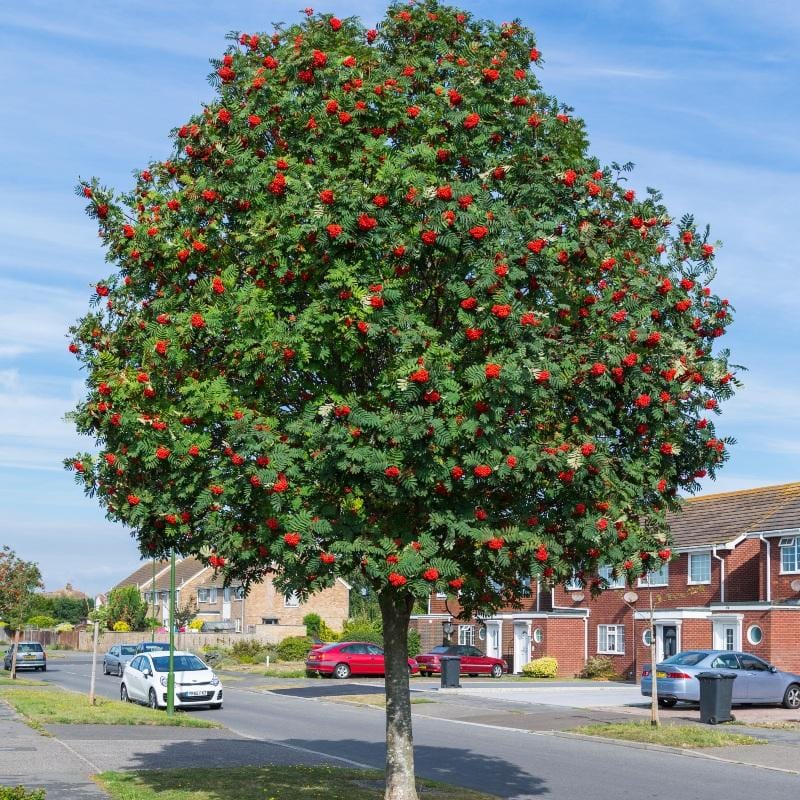 Rowan Tree Plants To Buy