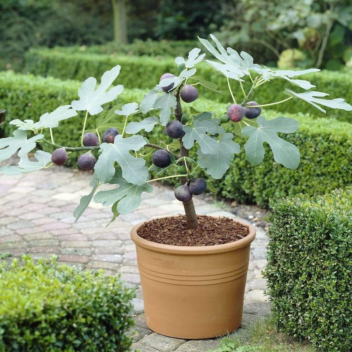 Uk Hardy Fig Tree Brown Turkey Roots Plants 1303