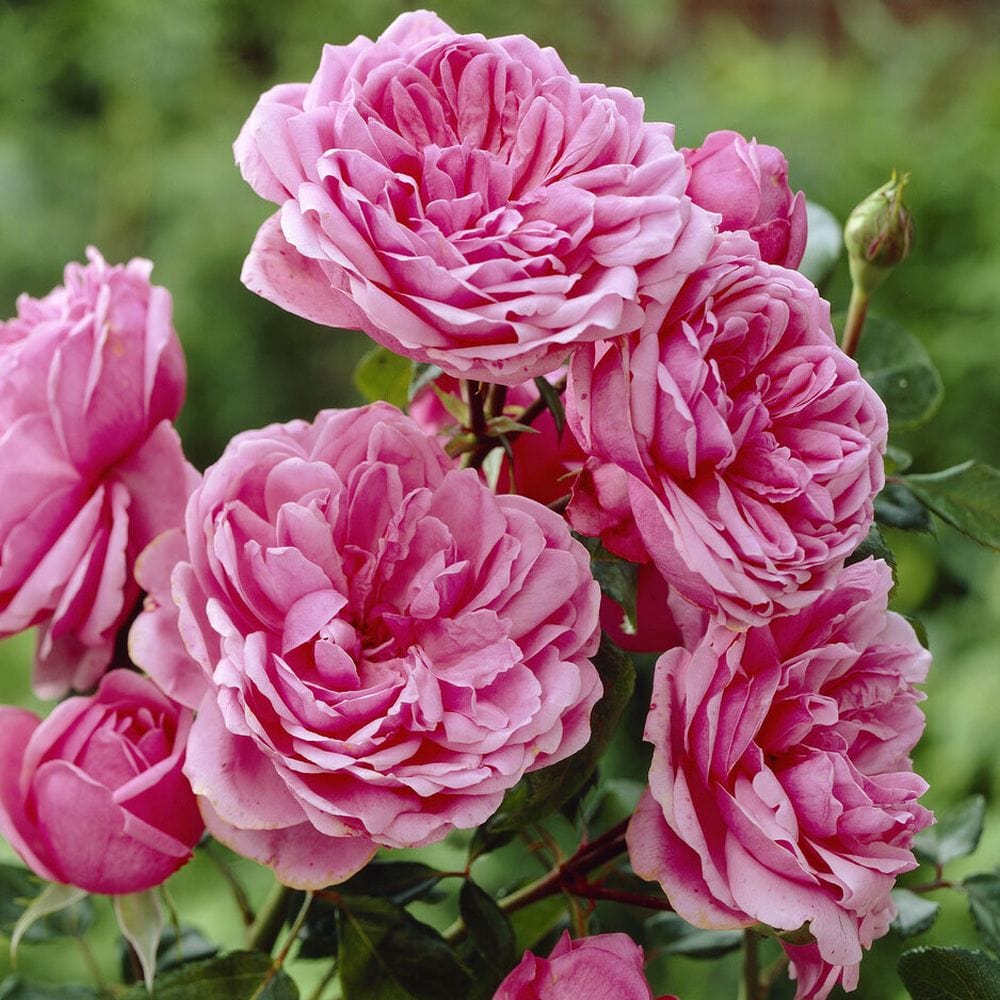 'Soul' Shrub Rose - Roots Plants