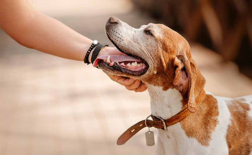 best-personalized-dog-id-collars.jpg__PID:28351817-052f-42c3-9e36-54f4d39c14c9