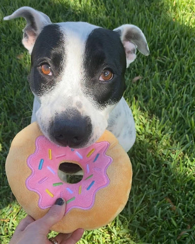 An Amstaff taking the Strawberry Squeaky Donut Plush Toy from a human hand