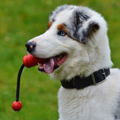 An Australian Shepherd holding a toy in its mouth