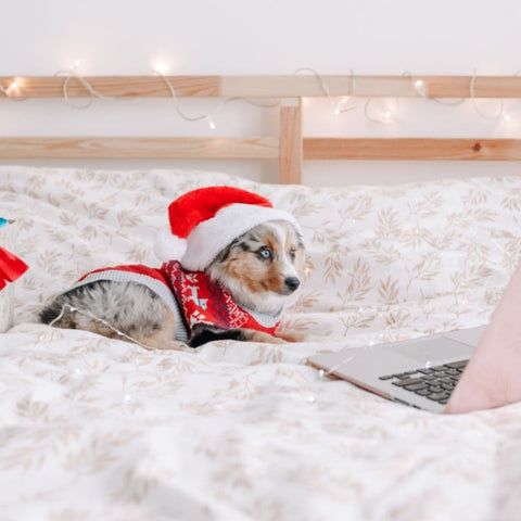 An Australian Shepherd laying in bed wearing a Christmas hat looking at a laptop