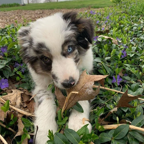 An Australian Shepherd lying on a grassy area bitting a leaf