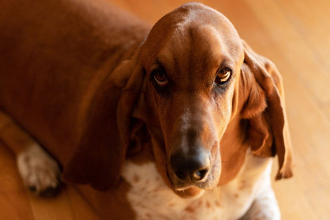 A Basset Hound lying on a wooden floor posing for the camera