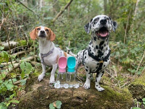 A Beagle and a Dalmatian sitting in the woods next to their Pink and Turquoise Travel Water Bottles